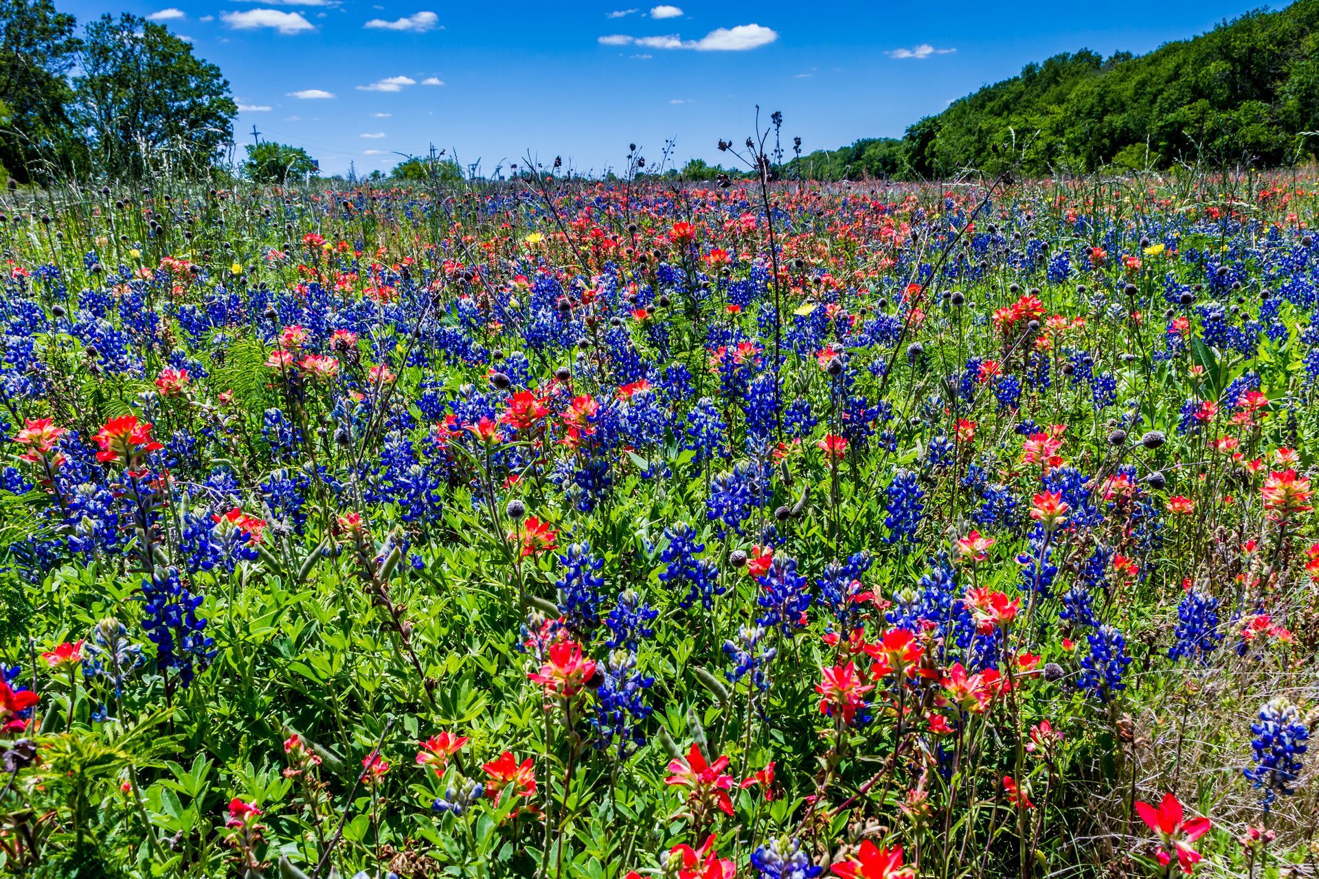 Field of bluebonnets and red Indian paintbrush wildflowers under a blue sky.