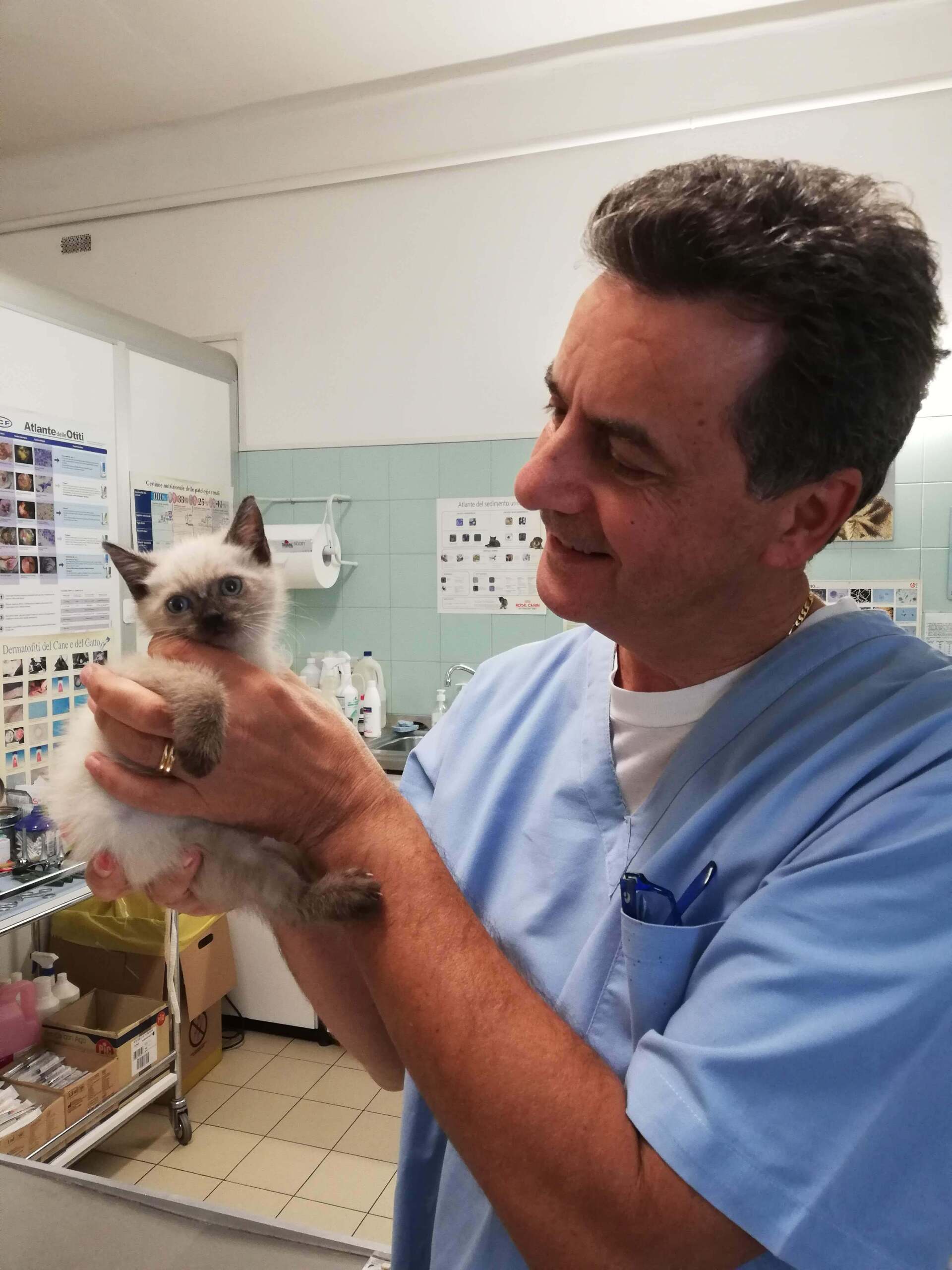 dottor zambello cura un gatto