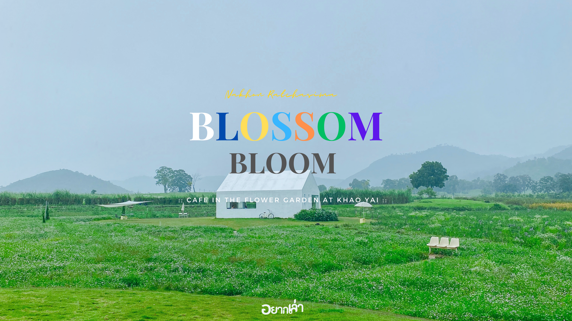 คาเฟ่เขาใหญ่ ท่ามกลางทุ่งดอกไม้ Blossom Bloom