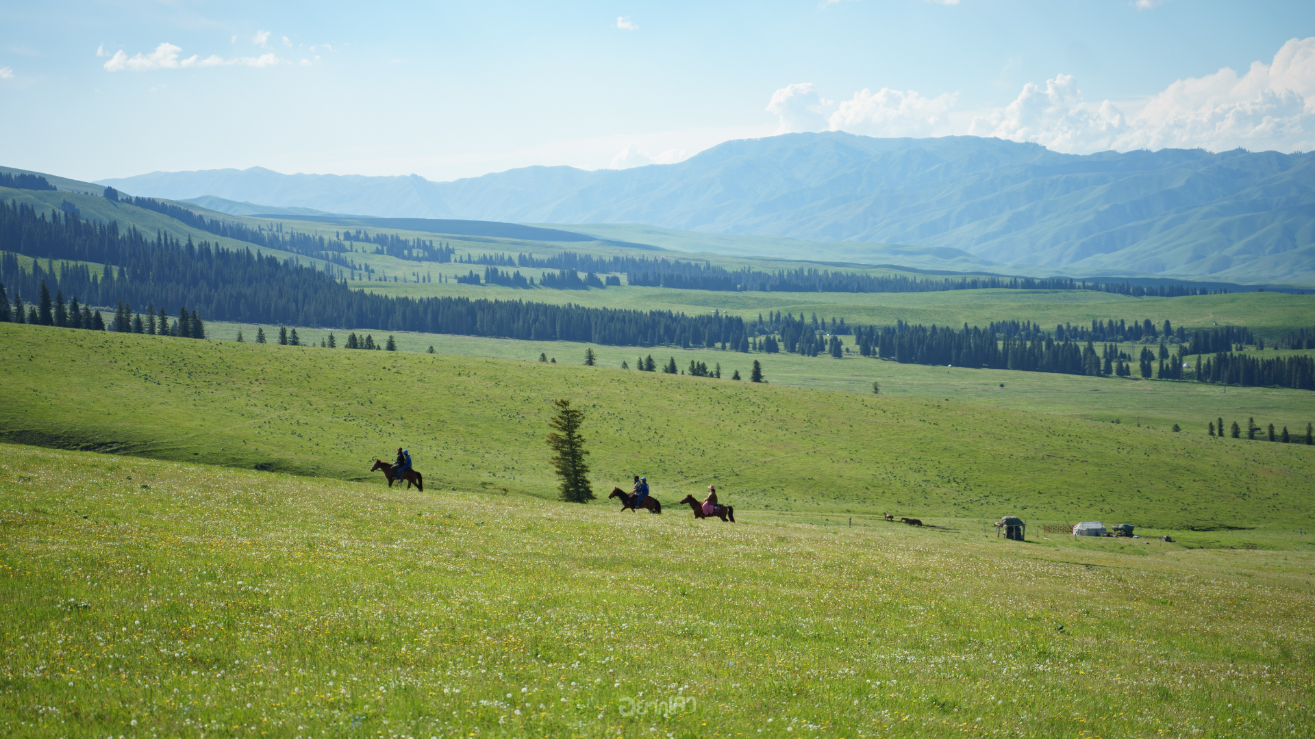 ซินเจียง ทุ่งหญ้าน่าลาถี Xinjiang Nalati