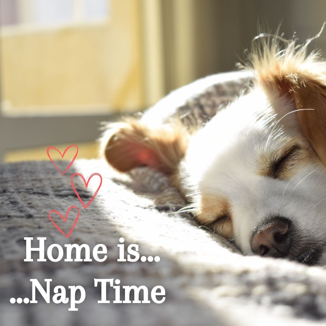 A dog is sleeping on a blanket with the words home is nap time below it
