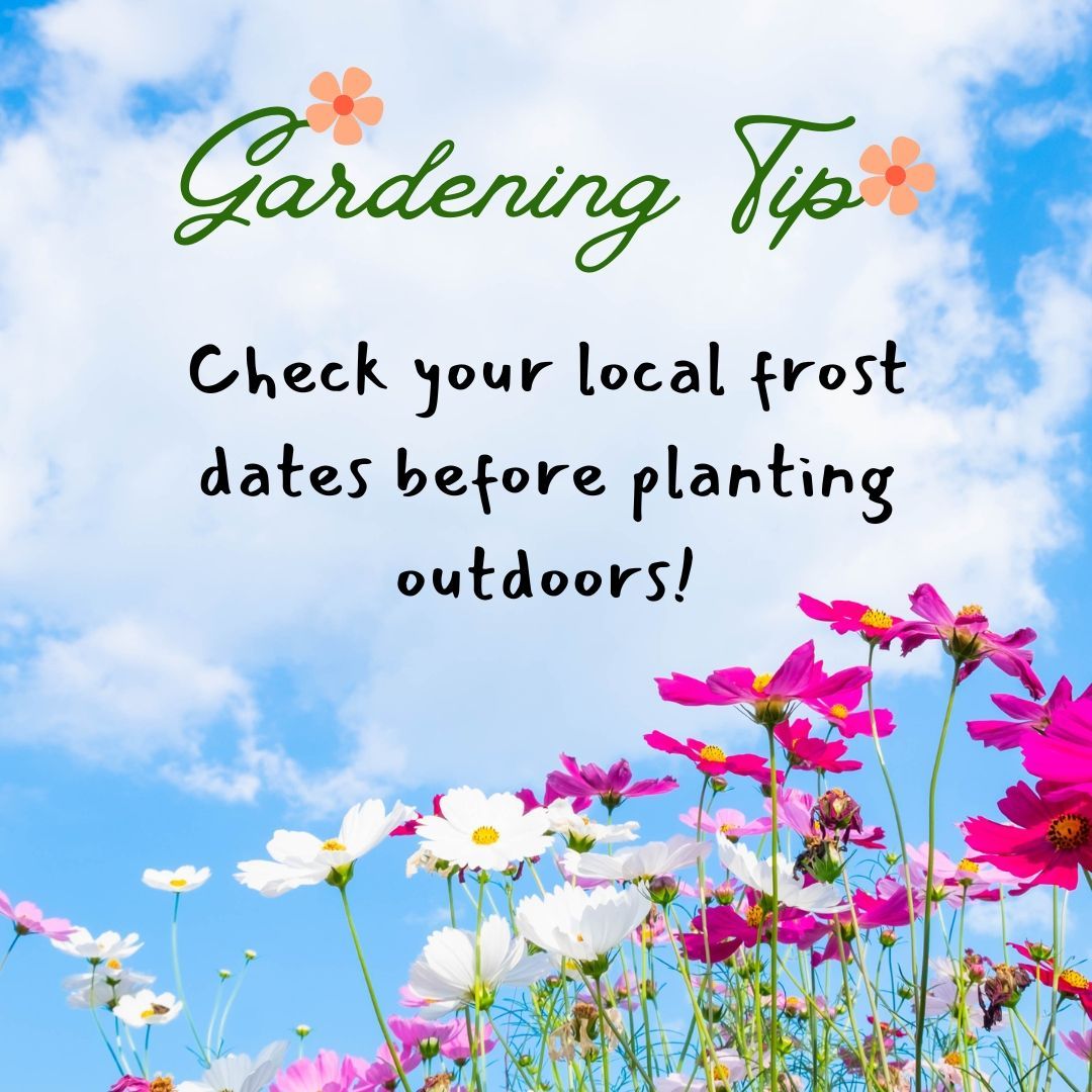 A gardening tip is to check your local frost dates before planting outdoors