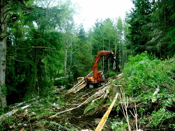A bulldozer is cutting down trees in a forest