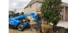 A forklift is carrying a tree in a bag in front of a house.