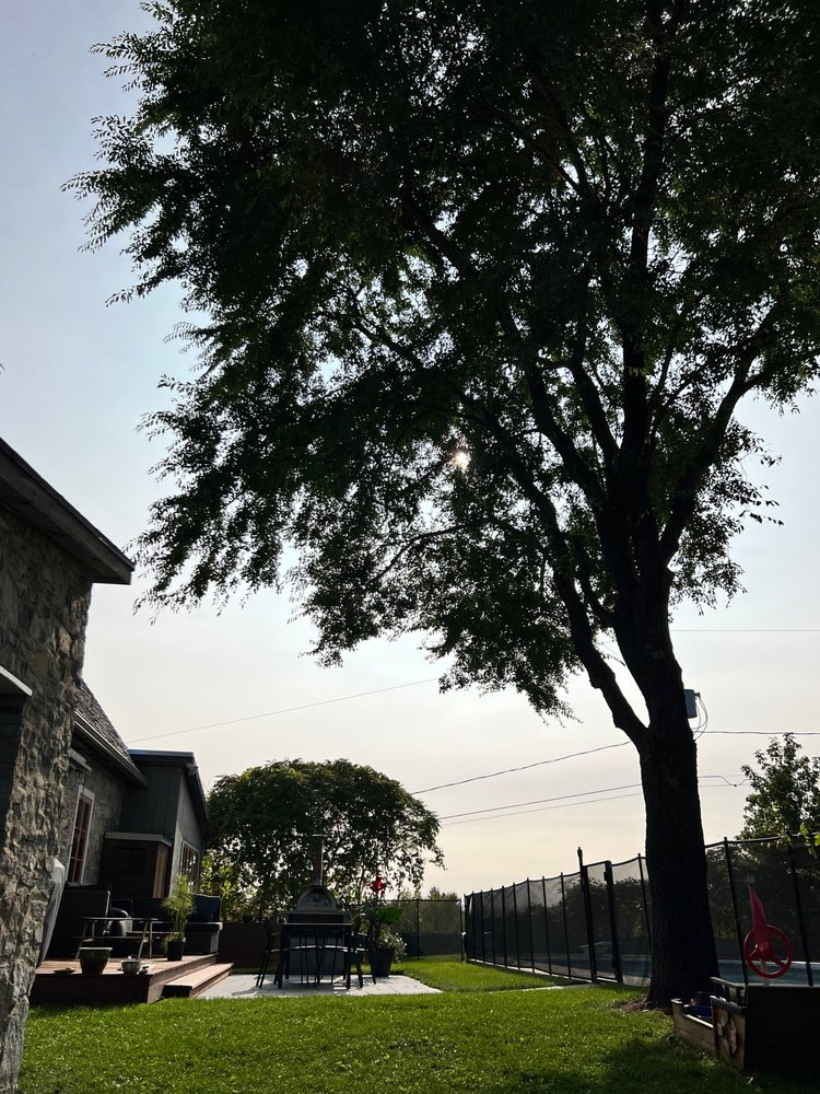 Un arbre dans une cour arrière avec une maison en arrière-plan