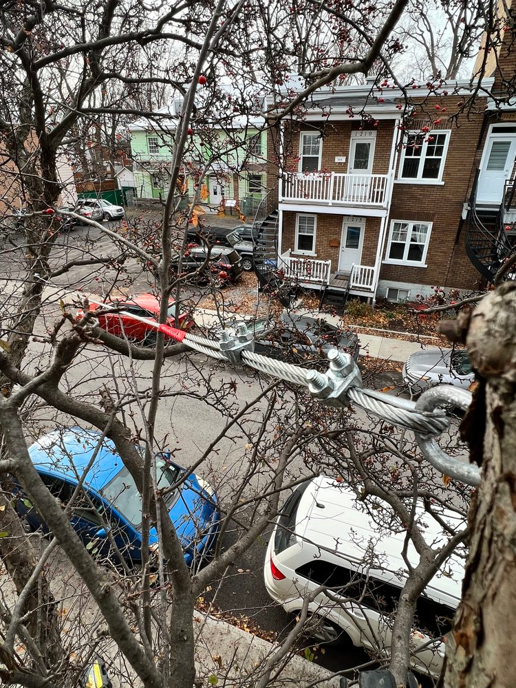 Une vue d'une rue de la ville depuis un arbre.