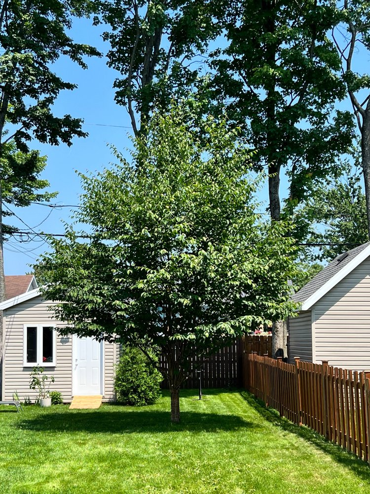 Une cour arrière avec une clôture et un arbre devant une maison.
