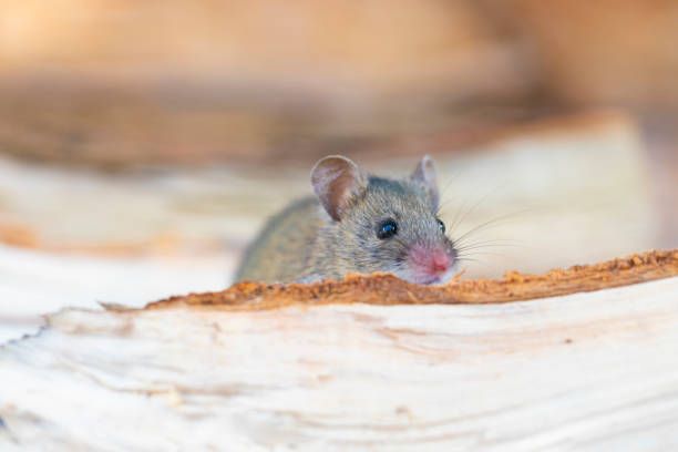 Close up of a wild mouse crawling on wood debris