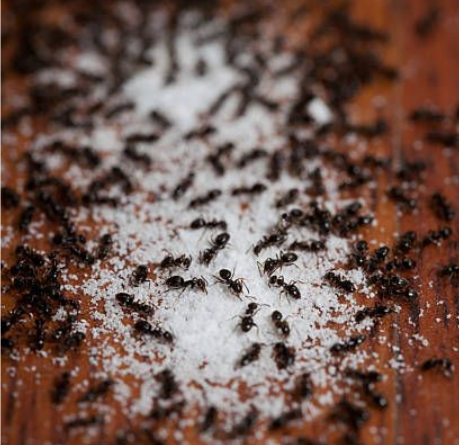 An infestation of ants crawling on a textured floor.