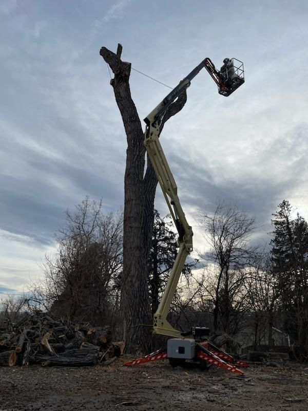 A man is cutting a tree with a chainsaw.