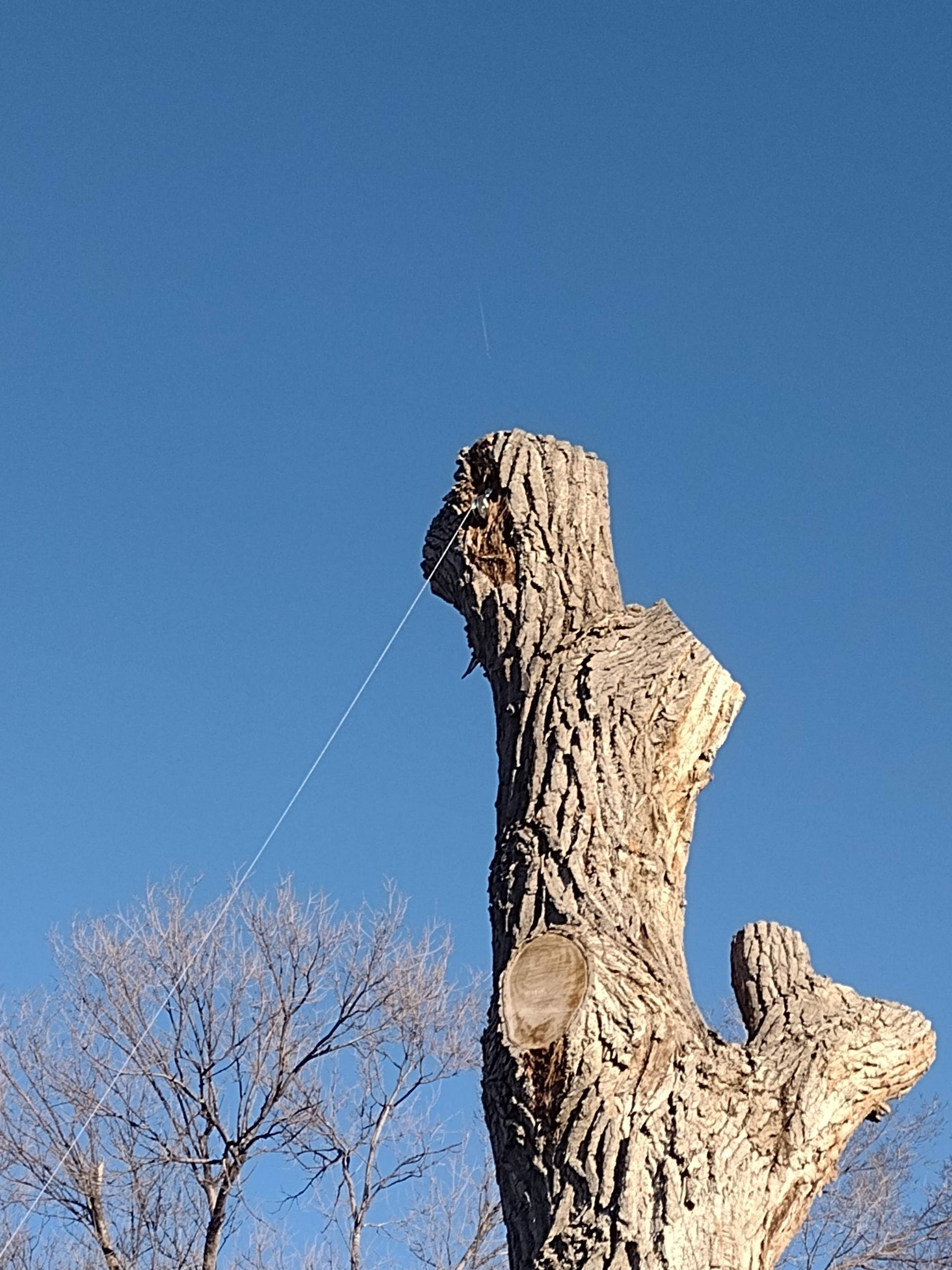 A tree trunk with a blue sky in the background