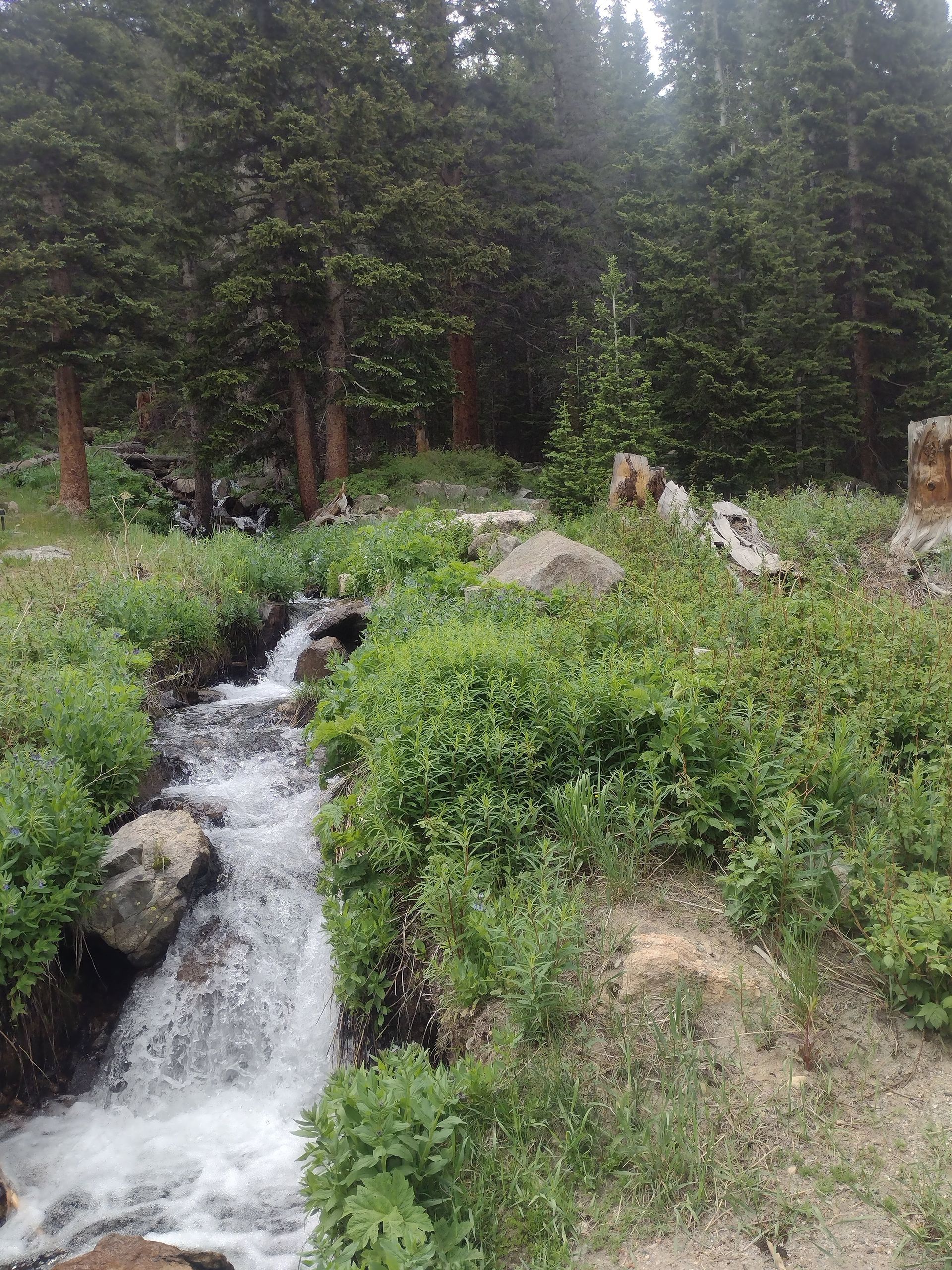 A small stream running through a lush green forest.