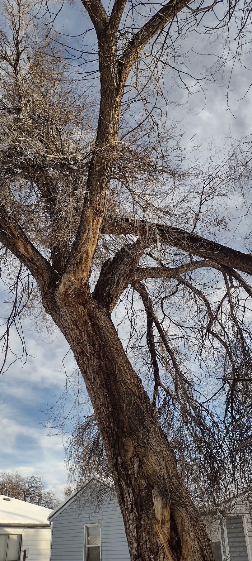 A tree with a lot of branches is in front of a house.