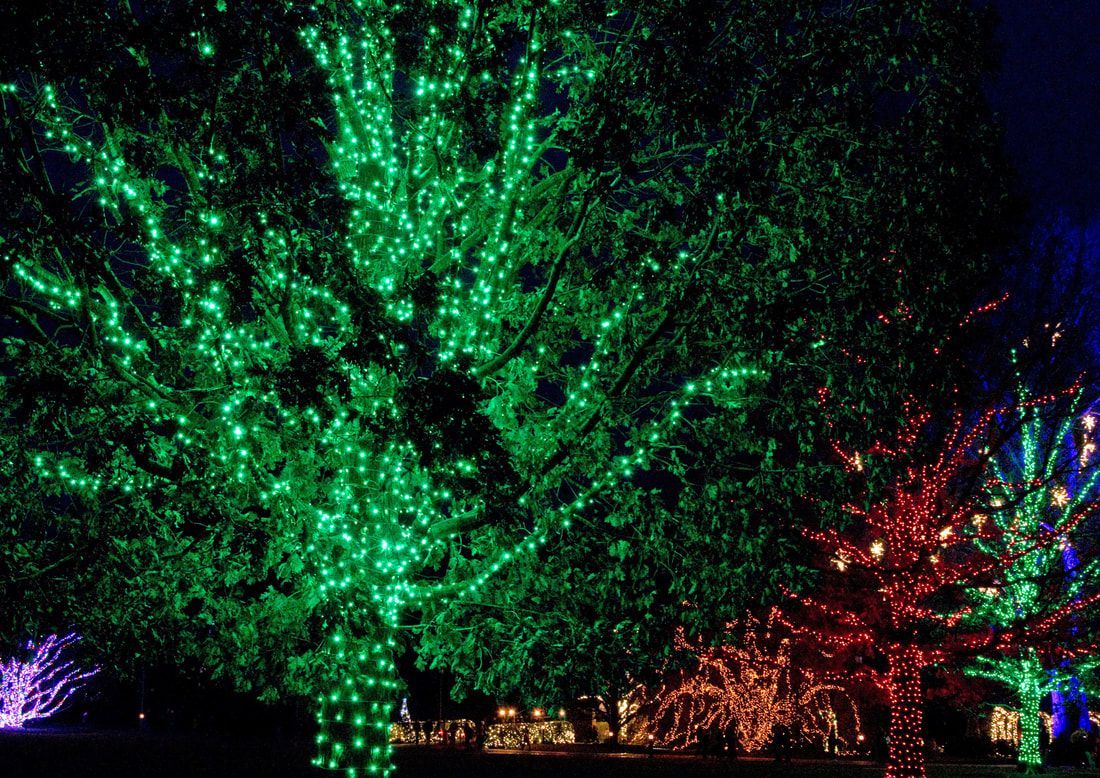 A row of trees covered in christmas lights at night.