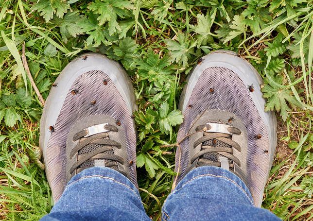 A person is standing in the grass with flies on their shoes.