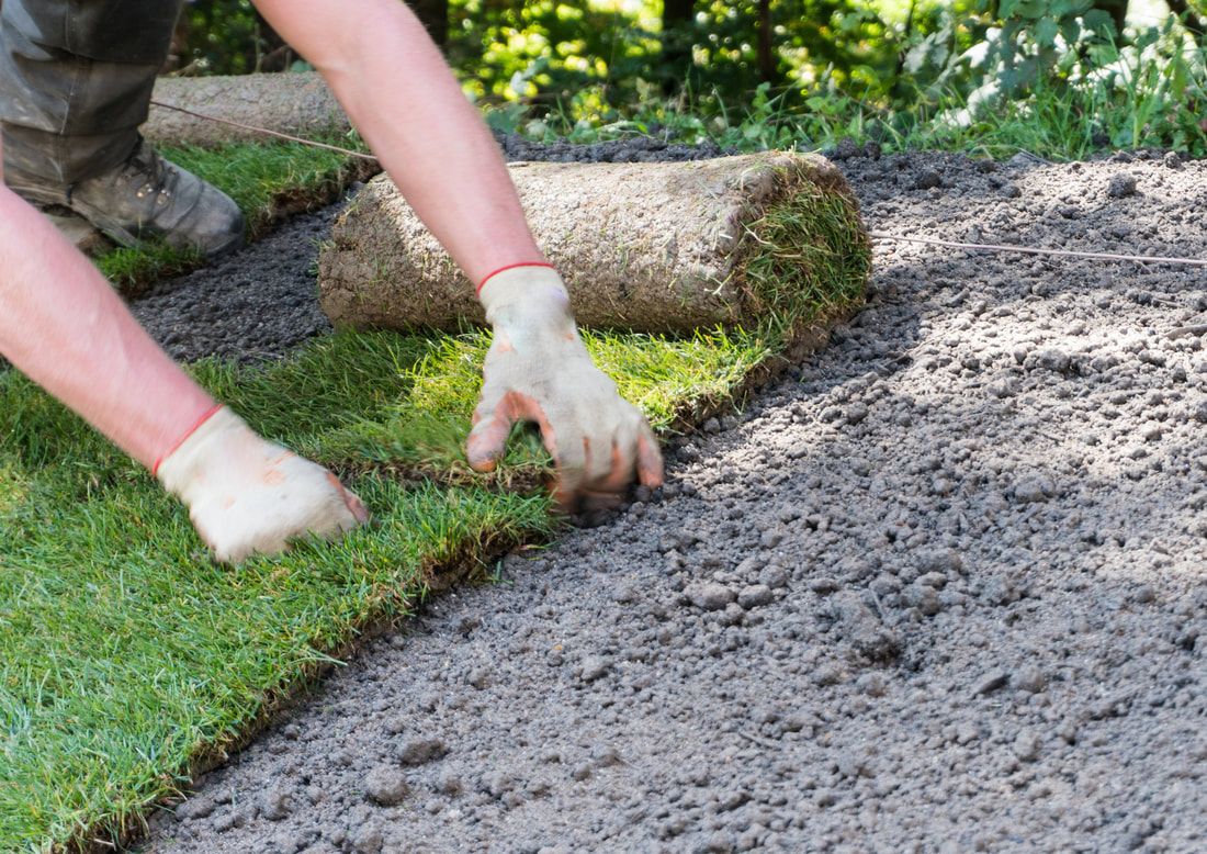 A person is laying a roll of grass on the ground.