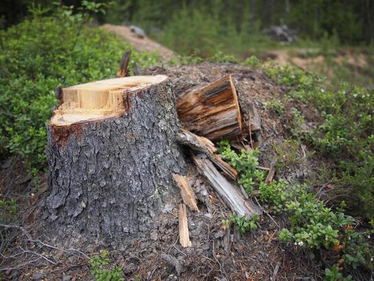 A tree stump in the middle of a forest.