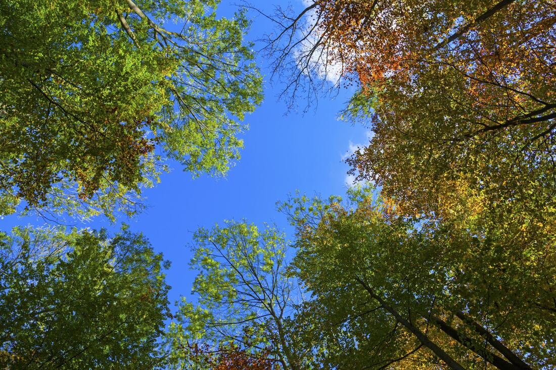 Looking up at the sky through the trees in a forest.