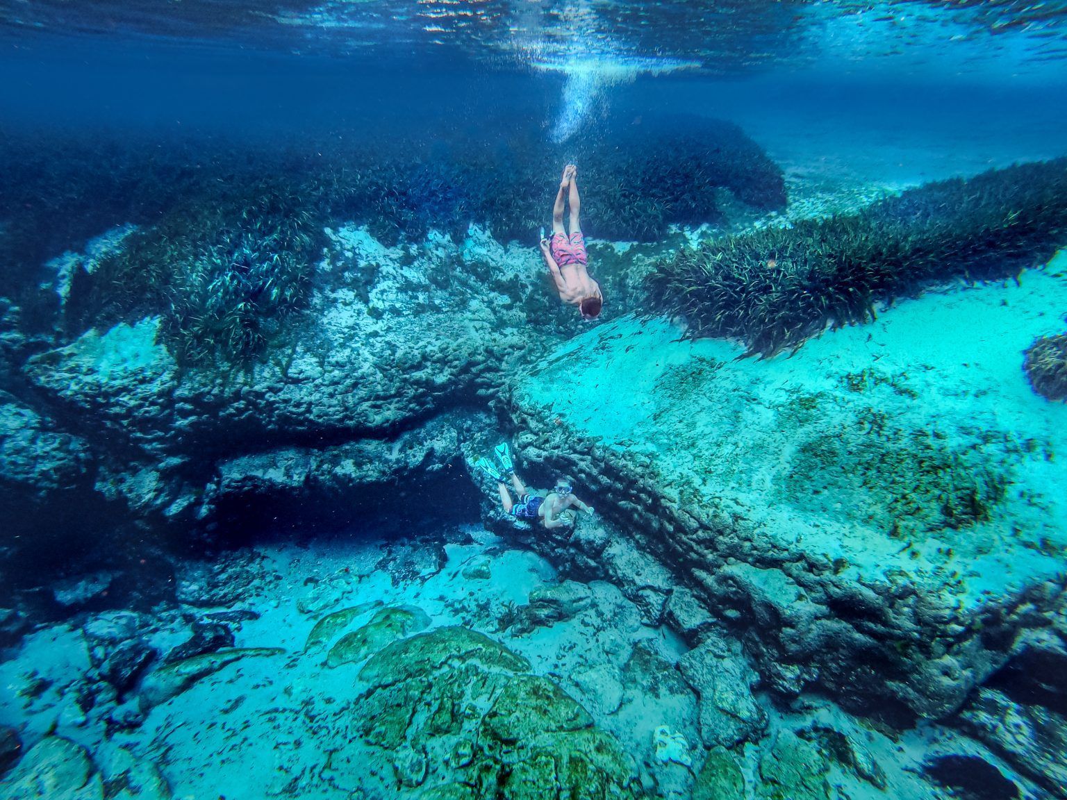 Large, old oak tree with white picket fence around the base, Spanish moss hanging from branches.