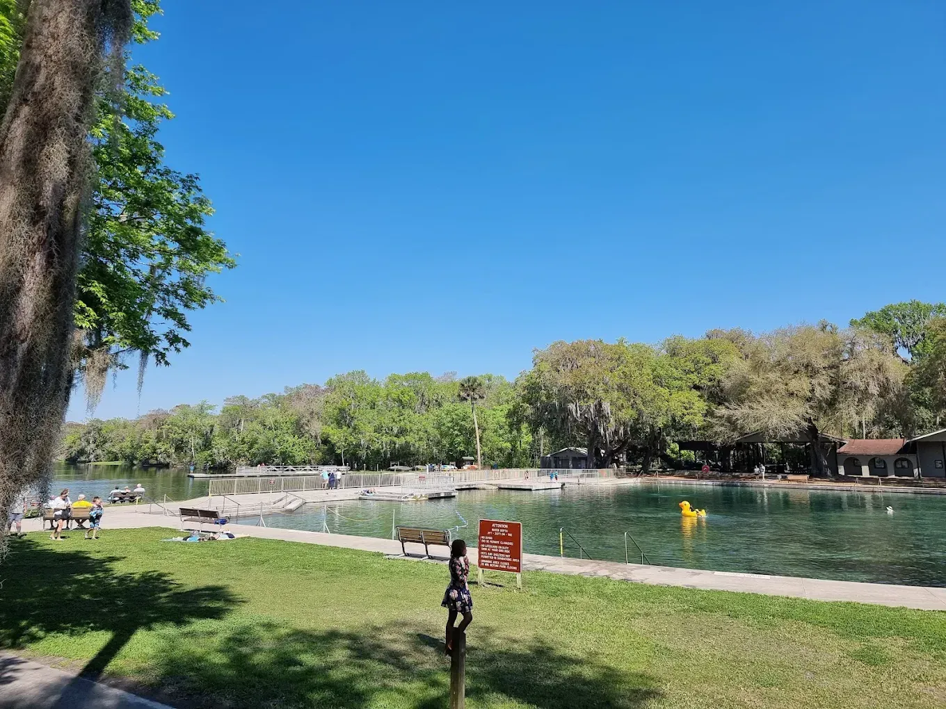 Large, old oak tree with white picket fence around the base, Spanish moss hanging from branches.