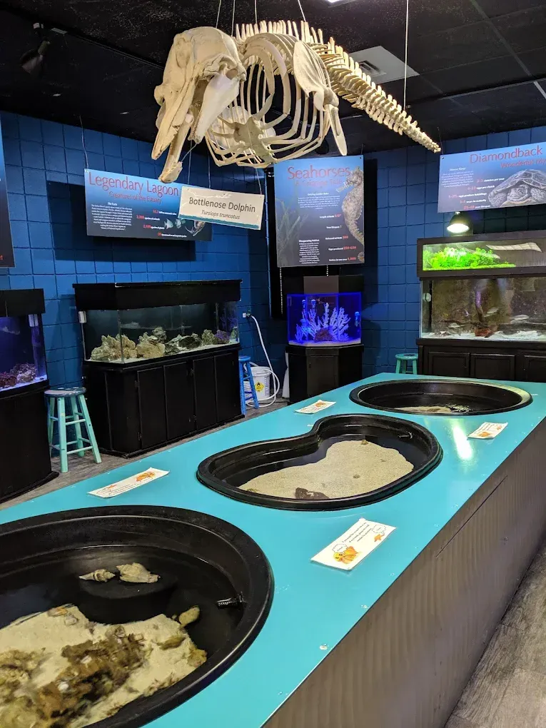 An aquarium exhibit: whale skeleton, aquariums, touch tanks, and blue walls.