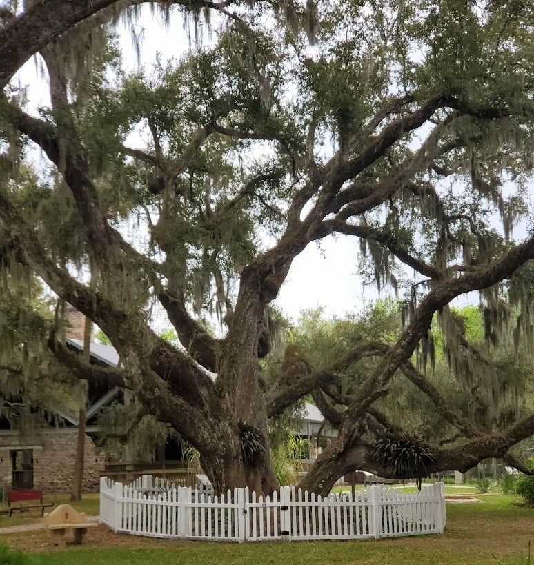 Large, old oak tree with white picket fence around the base, Spanish moss hanging from branches.