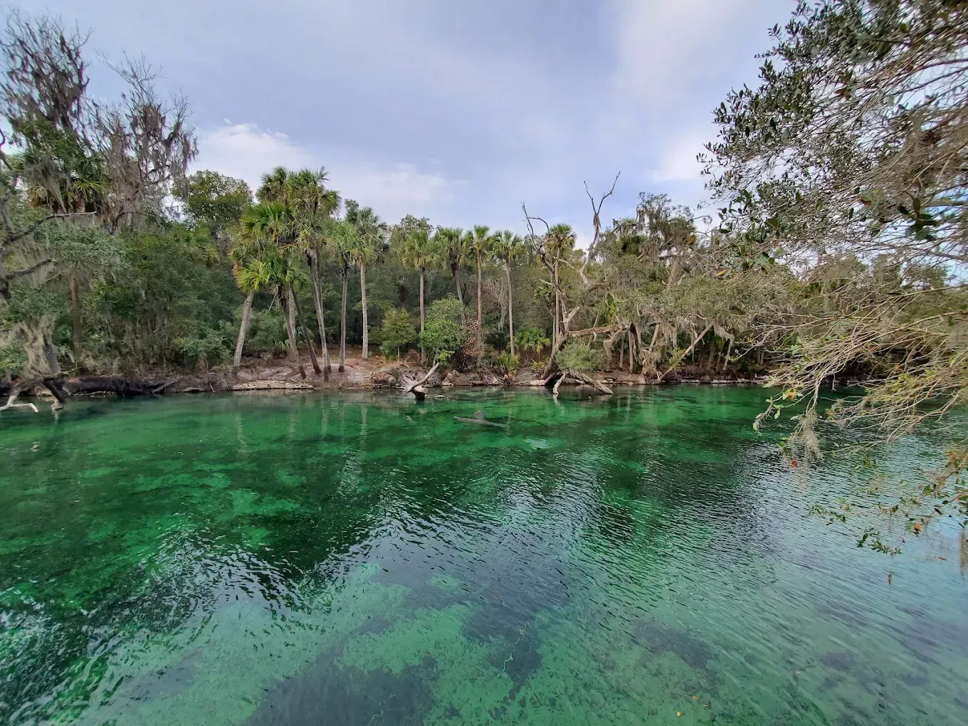 Crystal-clear green water, shore with palm trees, under cloudy sky.