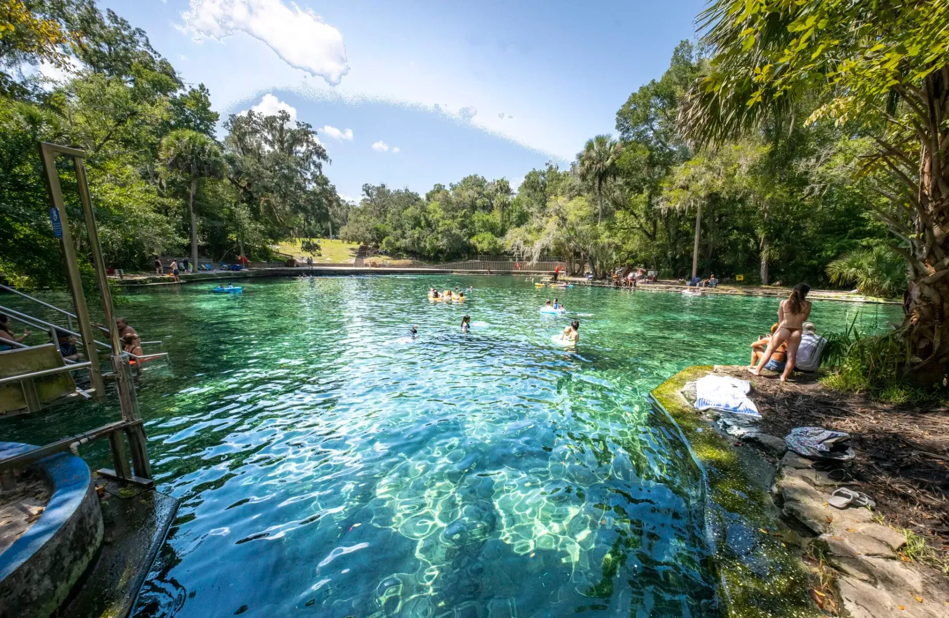 Large, old oak tree with white picket fence around the base, Spanish moss hanging from branches.