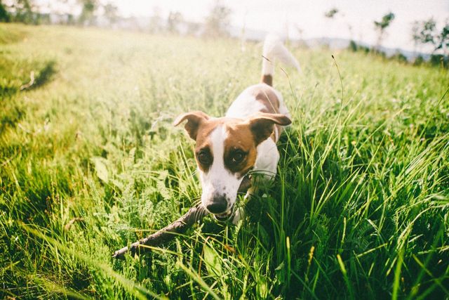 Dog fence outlet installation cost