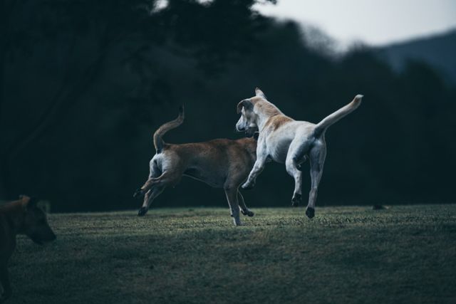 Best electric clearance dog fence