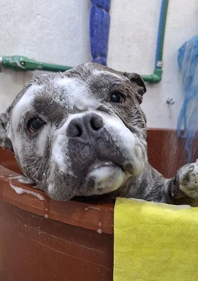DOGGYLANDIA