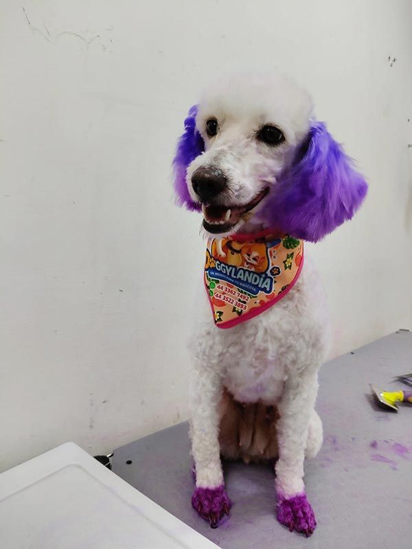 DOGGYLANDIA