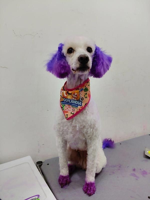 DOGGYLANDIA