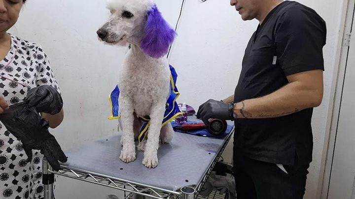 DOGGYLANDIA