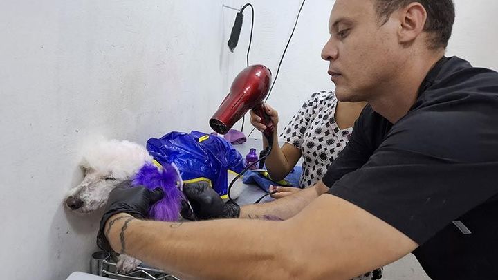 DOGGYLANDIA