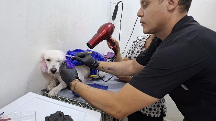 DOGGYLANDIA