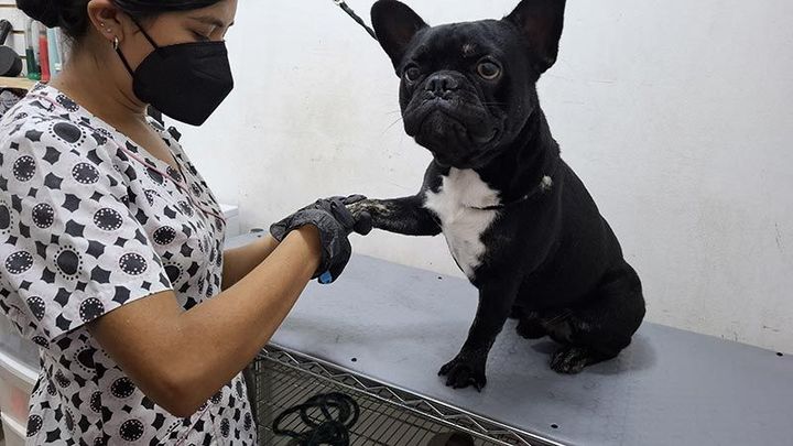 DOGGYLANDIA
