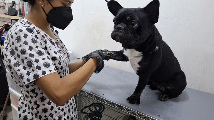 DOGGYLANDIA