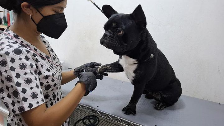 DOGGYLANDIA