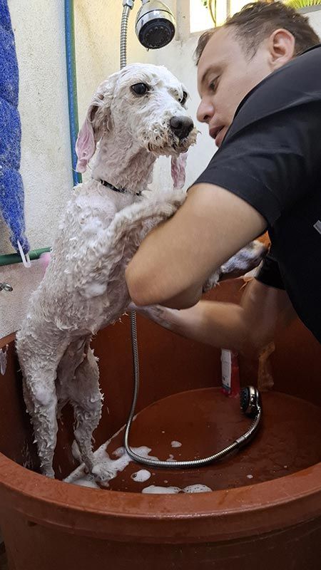 DOGGYLANDIA