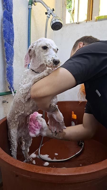 DOGGYLANDIA
