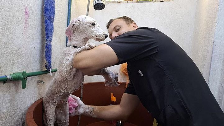 DOGGYLANDIA