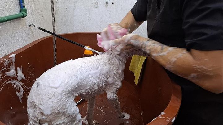 DOGGYLANDIA