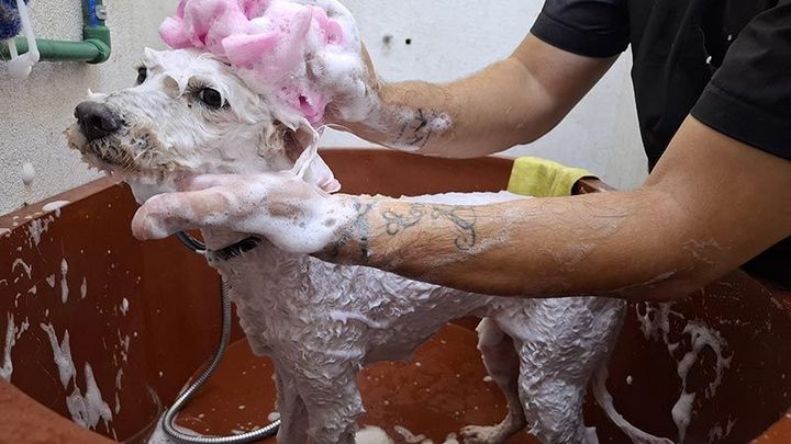 DOGGYLANDIA