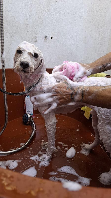 DOGGYLANDIA
