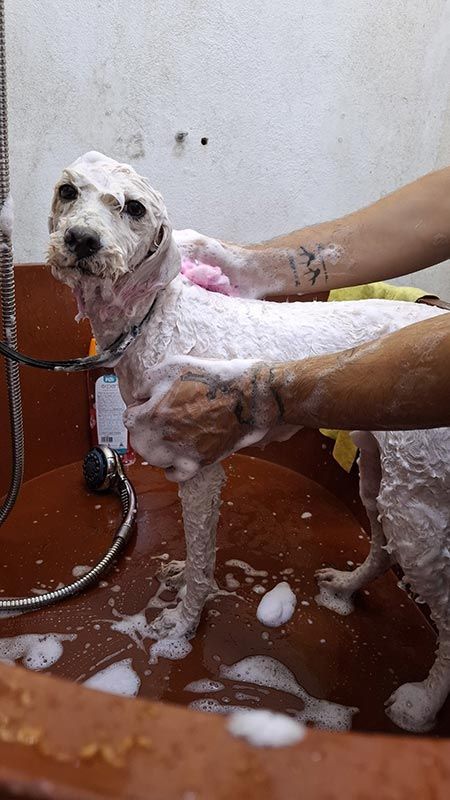 DOGGYLANDIA