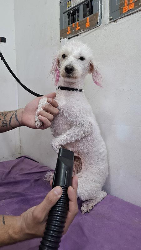DOGGYLANDIA
