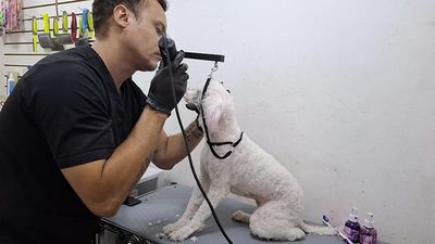 DOGGYLANDIA
