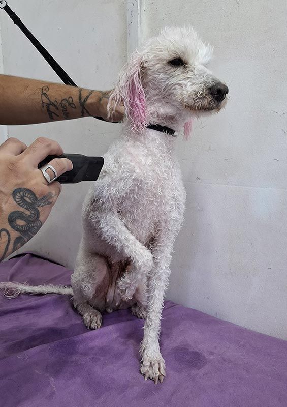 DOGGYLANDIA