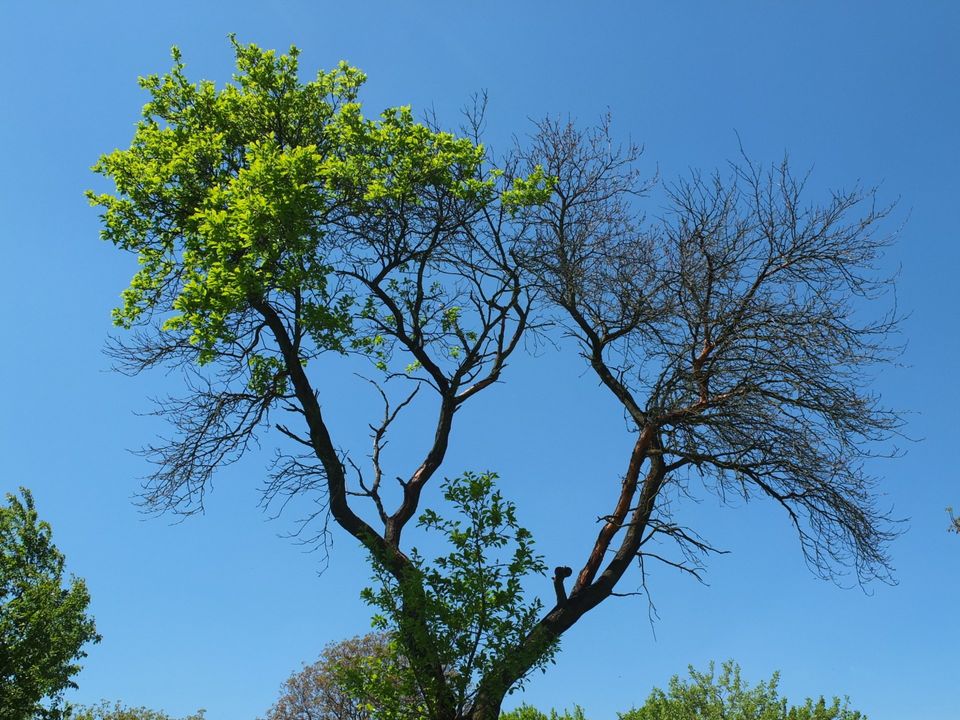 A diseased tree may have a thinning crown made up of unusually small leaves.